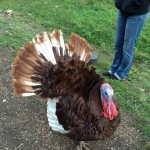 George the Turkey – 5